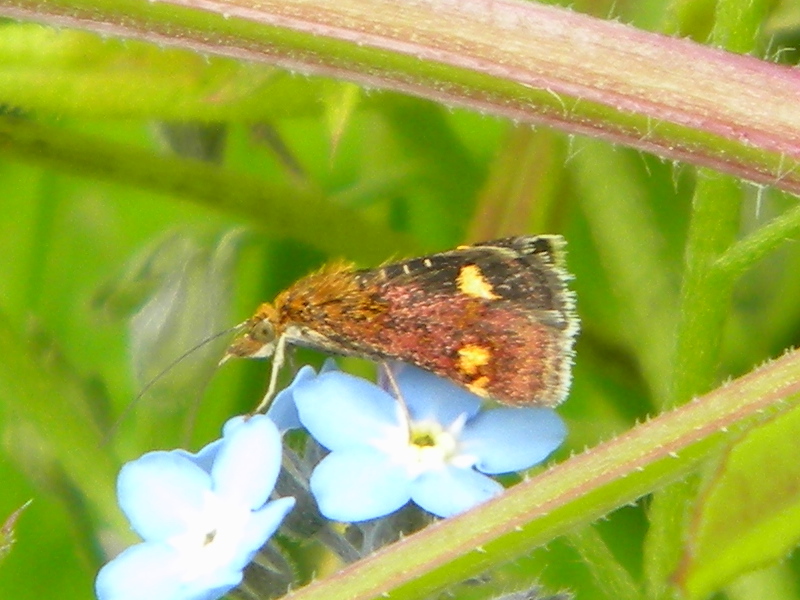 Pyrausta purpuralis 2024-06-10 (3684)