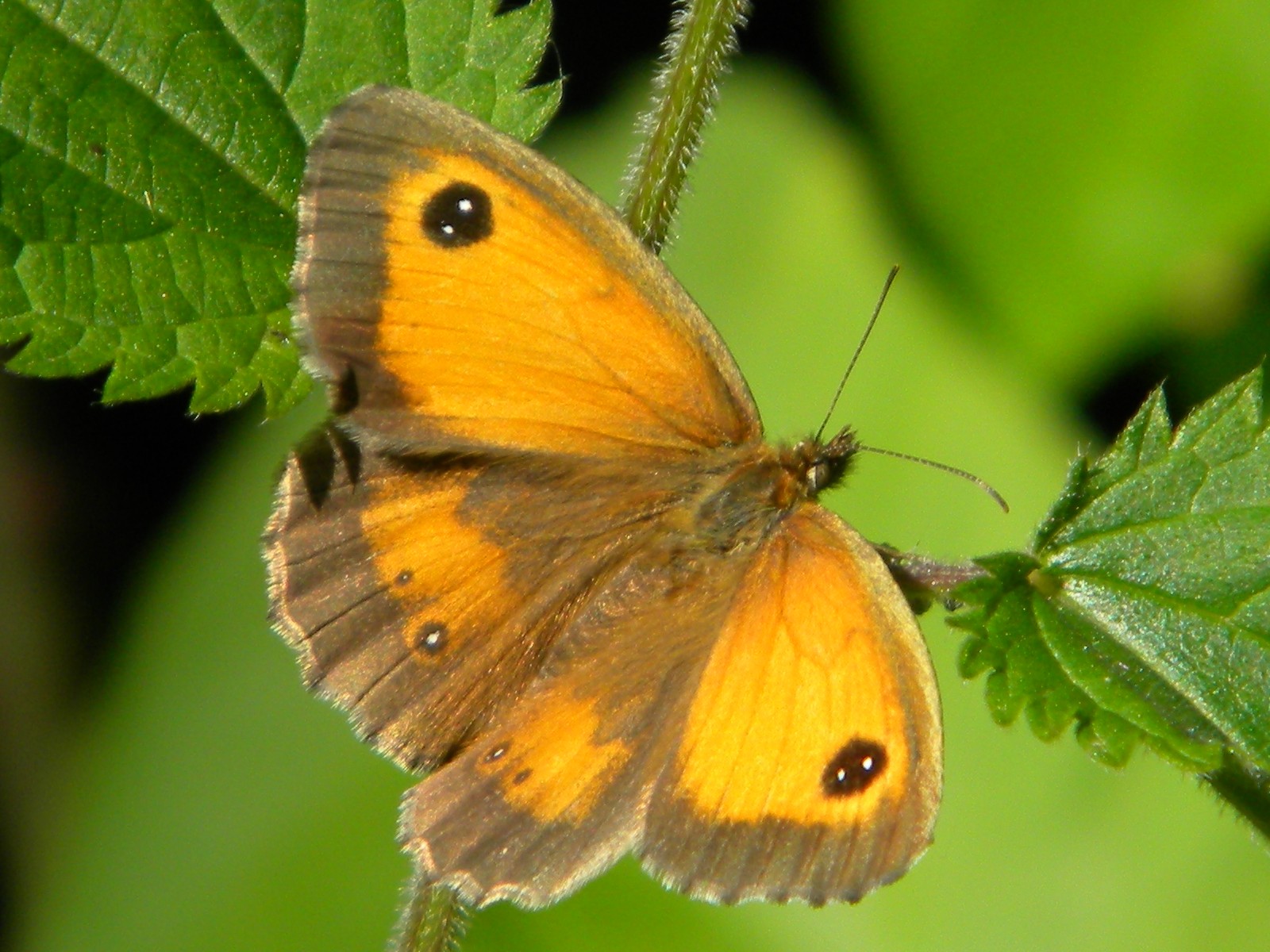 gatekeeper Pyronia tithonus 2024-07-26 (3823) gatekeeper Pyronia tithonus 2024-07-26 (3823)