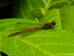 large red damselfly Pyrrhosoma nymphula near Hillside House pond 2024-06-02 (3493)