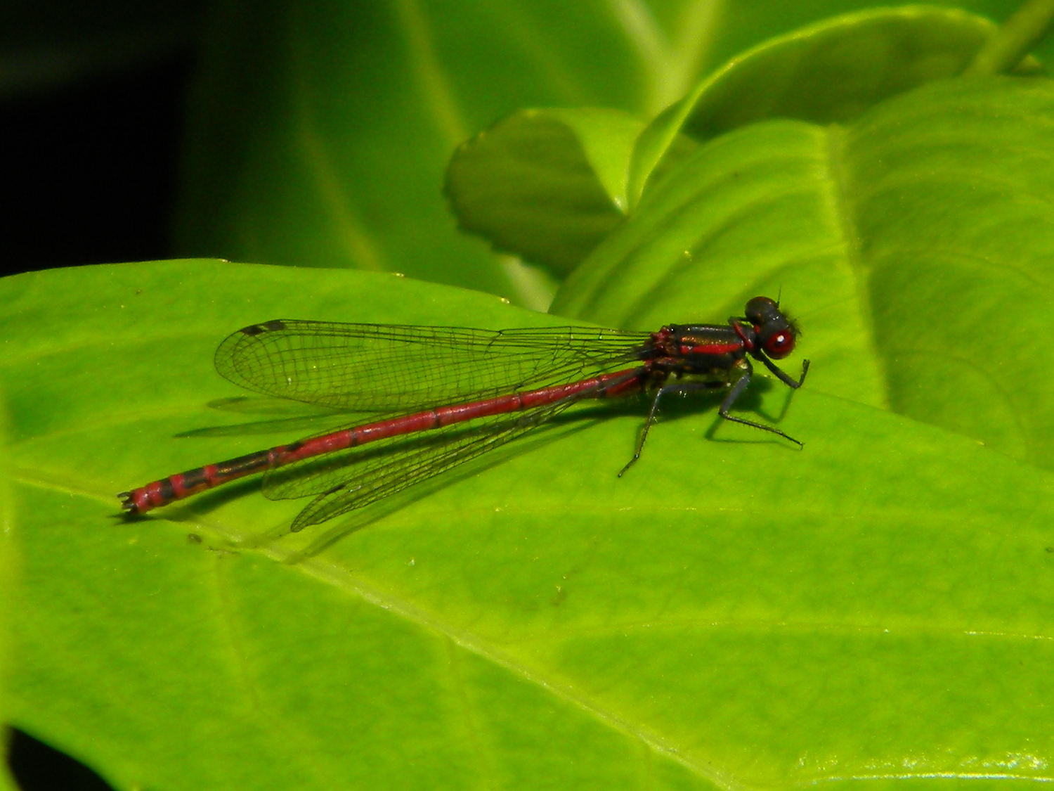large red damselfly Pyrrhosoma nymphula near Hillside House pond 2024-06-02 (3493)