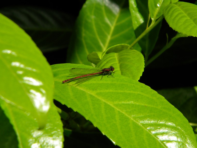 large red damselfly Pyrrhosoma nymphula near Hillside House pond 2024-06-02 (3493) large red damselfly Pyrrhosoma nymphula near Hillside House pond 2024-06-02 (3493)