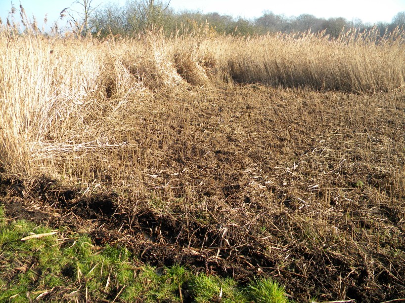 Area of cut reed after raking 2023-02-14 (2830) Area of cut reed after raking 2023-02-14 (2830)