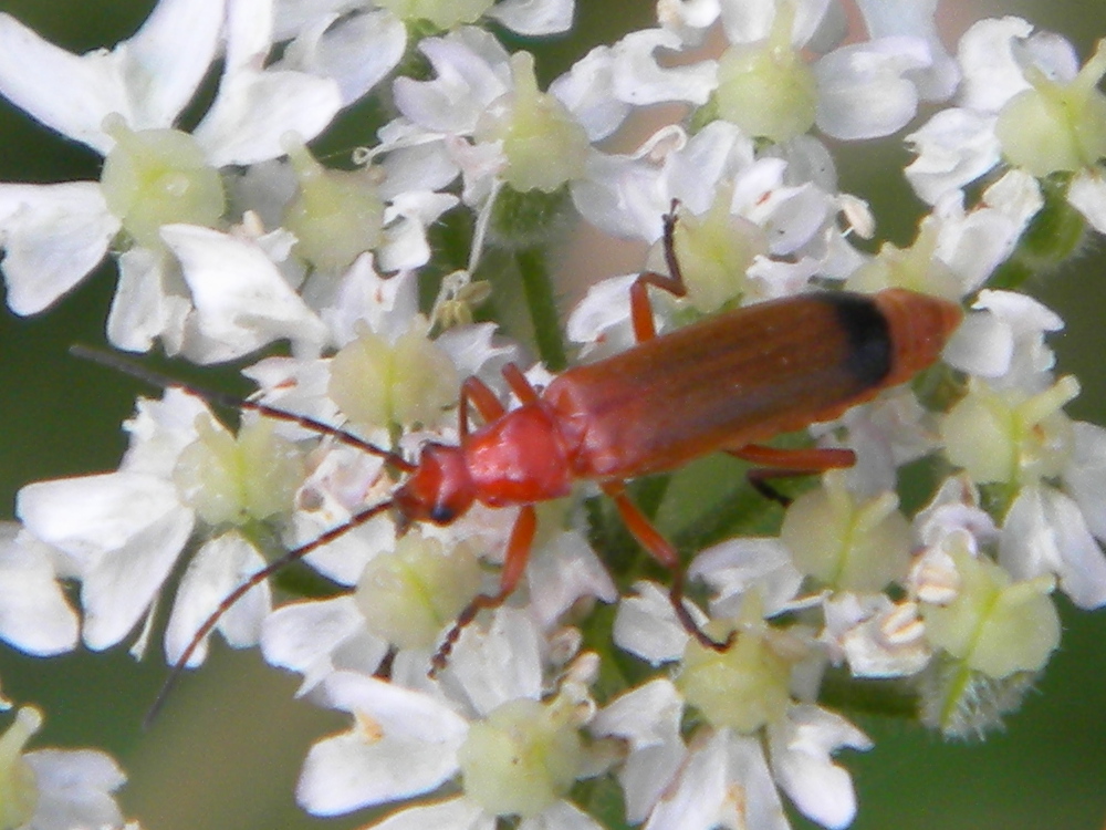 Rhagonycha fulva (soldier beetle) 2024-07-26 (3839)