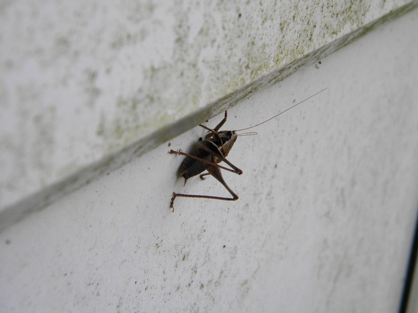 Roesel bush cricket Roeseliana roeselii Hillside House 2023-09-15 (3187) Roesel bush cricket Roeseliana roeselii Hillside House 2023-09-15 (3187)