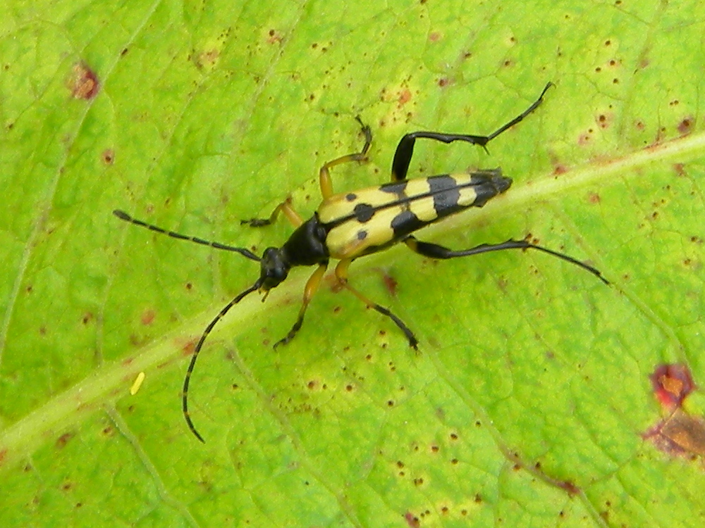 Longhorn beetle Rutpela maculata, Hillside House 2021-07-08 (1879)