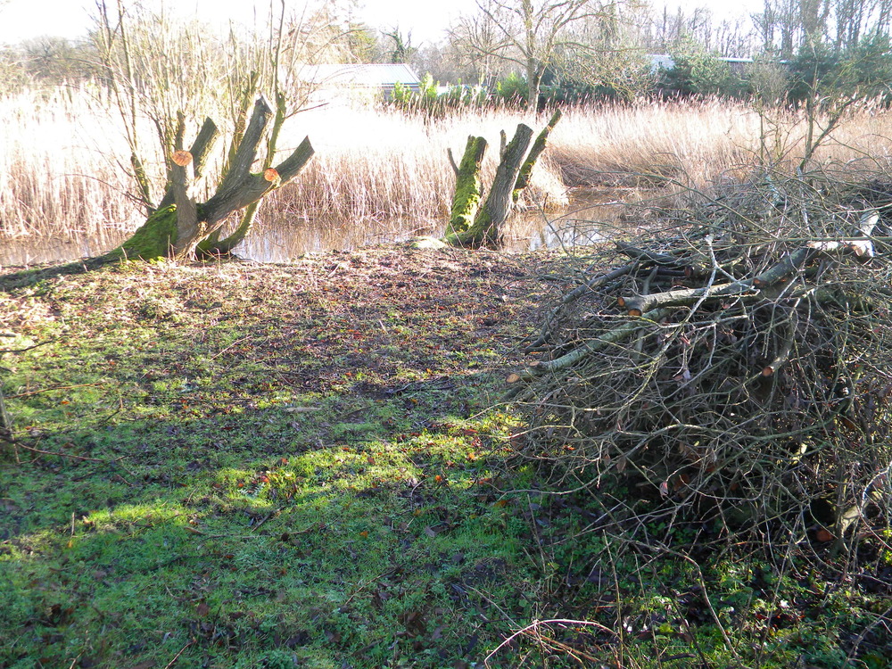 Main pond Salix trees after high-cut coppicing, 2020-01-18 (1460)