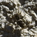zebra spider Salticus scenicus on wall of Hillside House 2024-08-12 (3483)