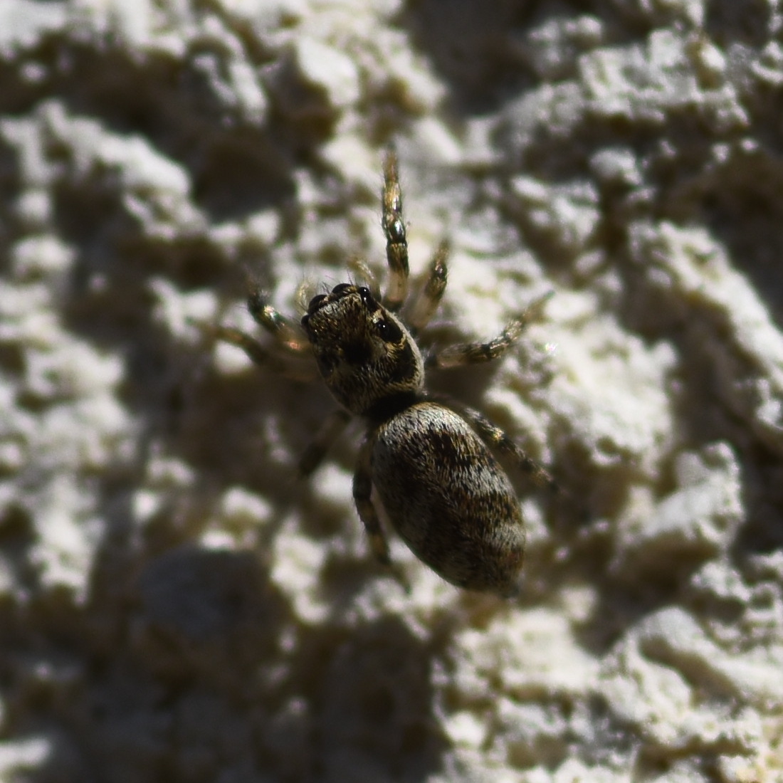 zebra spider Salticus scenicus on wall of Hillside House 2024-08-12 (3483)