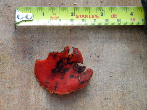 Fungus (Sarcoscypha austriaca) from meadow east ditch, 2021-01-21 (1735)