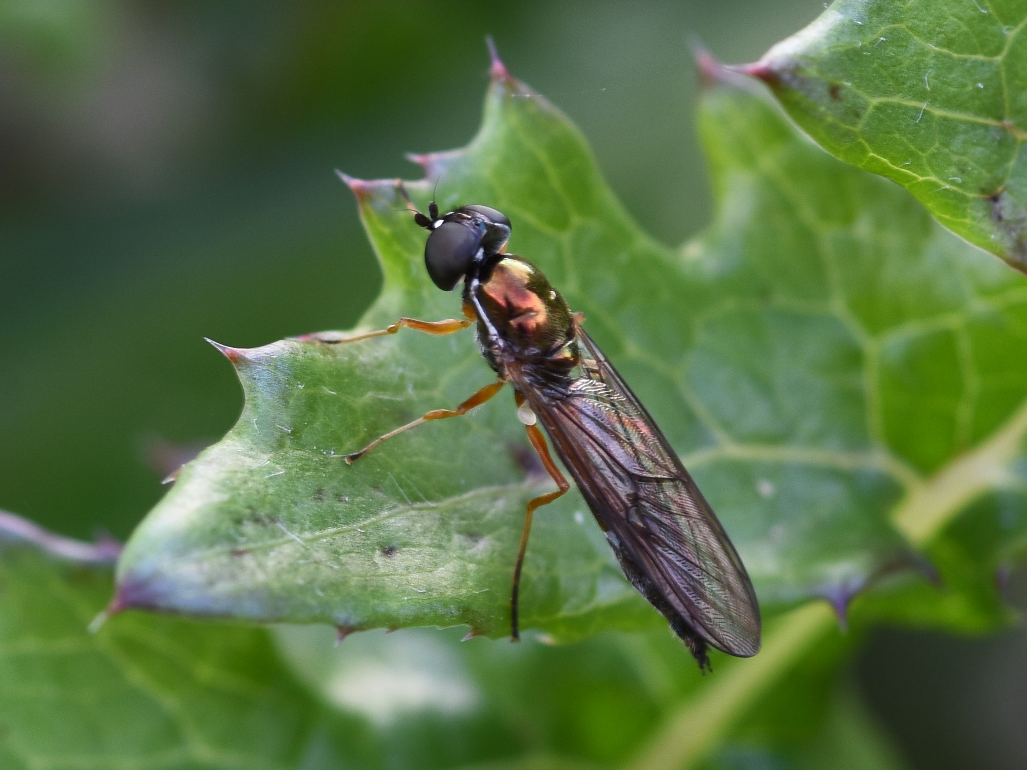 Soldier-fly Sargus bipunctata on cuttings tip 2025-10-07 (4153) Soldier-fly Sargus bipunctata on cuttings tip 2025-10-07 (4153)