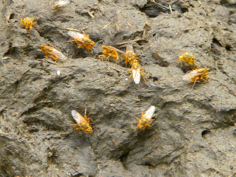 Scathophaga stercoraria (yellow dung-fly) 2022-05-29 (2187)