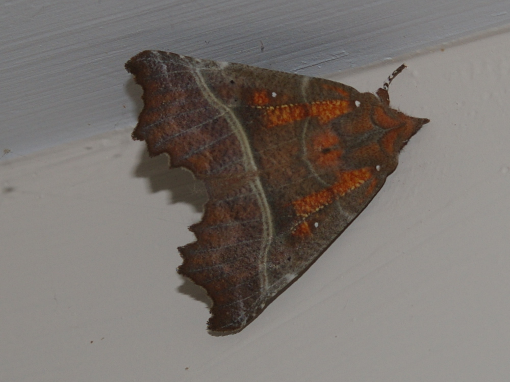 Scoliopteryx libatrix (herald) inside Hillside House 2022-02-22 (3157)