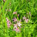 Ragged robin Lychnis flos-cuculi Hillside House, 2016-06-11 (0520)
