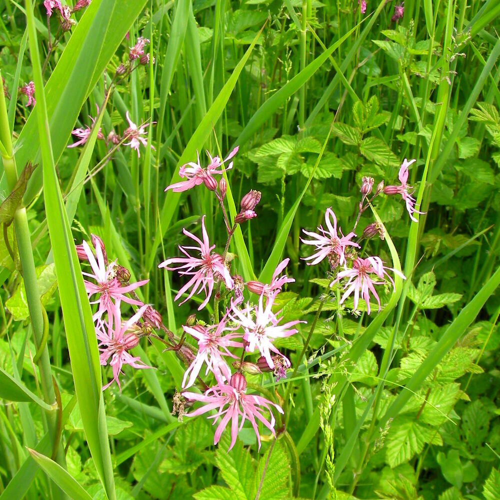 Ragged robin Lychnis flos-cuculi Hillside House, 2016-06-11 (0520)