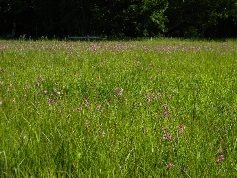 Ragged-robin Lychnis flos-cuculi in meadow, South Raynham 2023-06-03 (2970) Ragged-robin Lychnis flos-cuculi in meadow, South Raynham 2023-06-03 (2970)