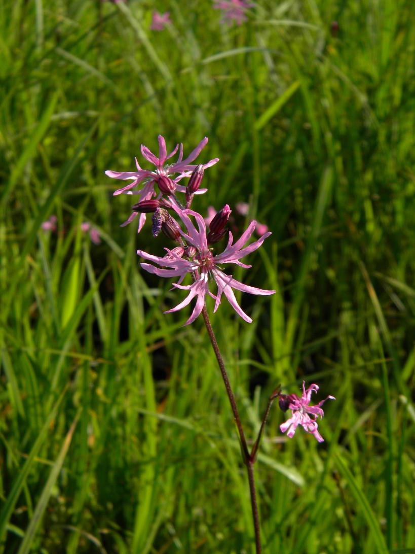 Ragged-robin Lychnis flos-cuculi closeup, South Raynham 2023-06-03 (2976) Ragged-robin Lychnis flos-cuculi closeup, South Raynham 2023-06-03 (2976)