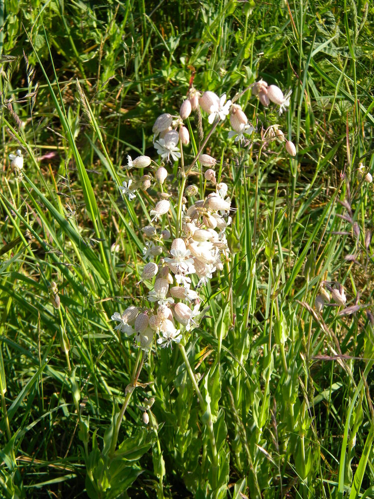Silene vulgaris (bladder campion) near Whissonsett 2022-06-02 (2233)