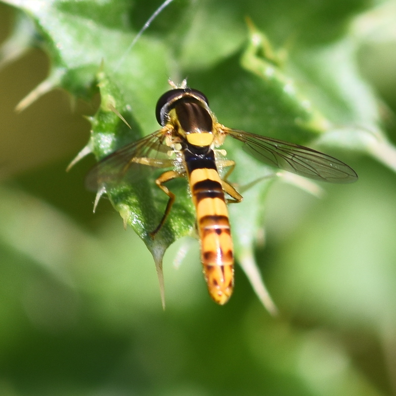 Sphaerophoria scripta (long hoverfly male) 2024-08-17 (3769)