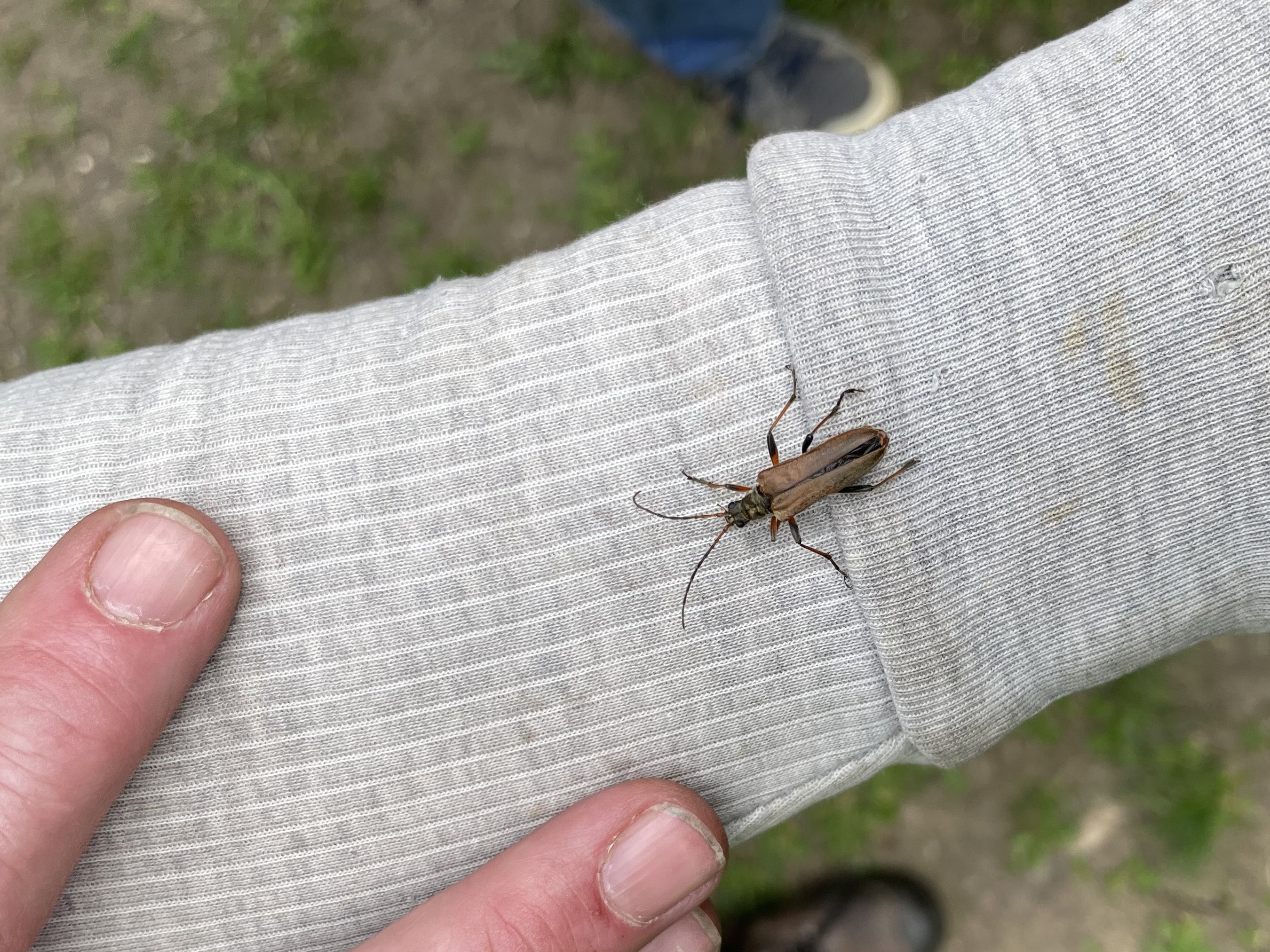Stenocorus meridianus (longhorn beetle) at Foxley Wood 2022-05-22 (2625) (c) Chris Richardson