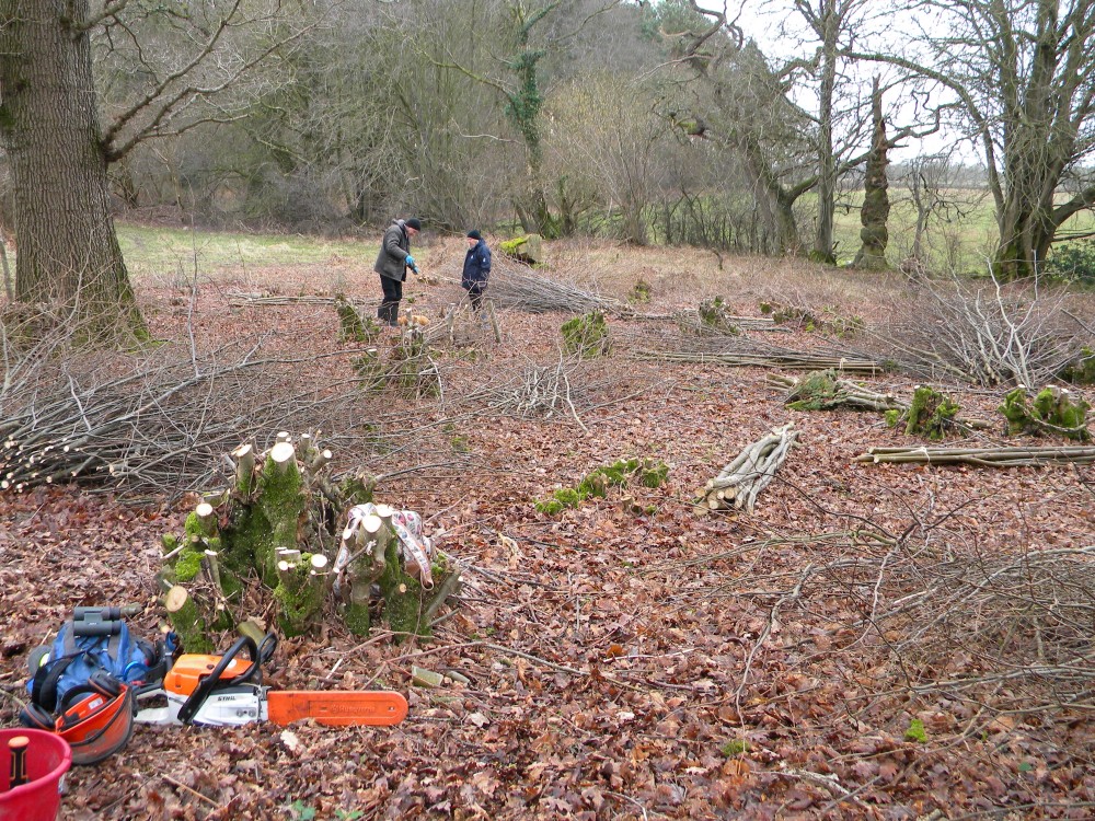 Coppice work at Swanton Novers ancient wood 2025-02-23 (4170)