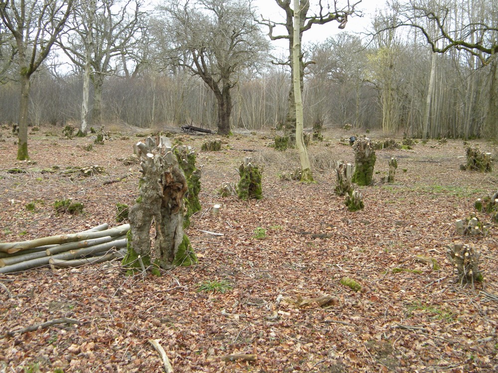 Small-leaved lime and hazel coppice at Swanton Novers 2025-02-23 (4183)