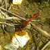 Sympetrum sanguineum (ruddy darter) on boundary track Hillside House 2017-07-26 (1108) 