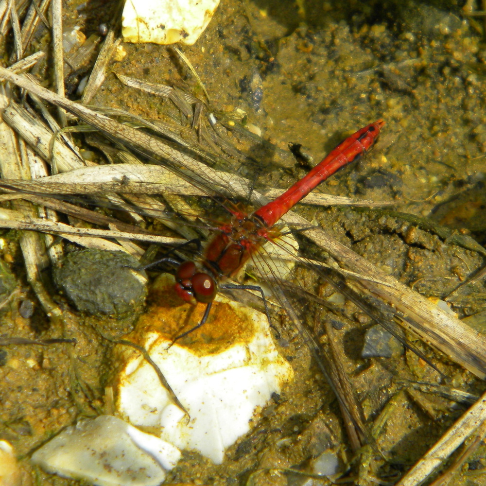 Sympetrum sanguineum (ruddy darter) on boundary track Hillside House 2017-07-26 (1108) 