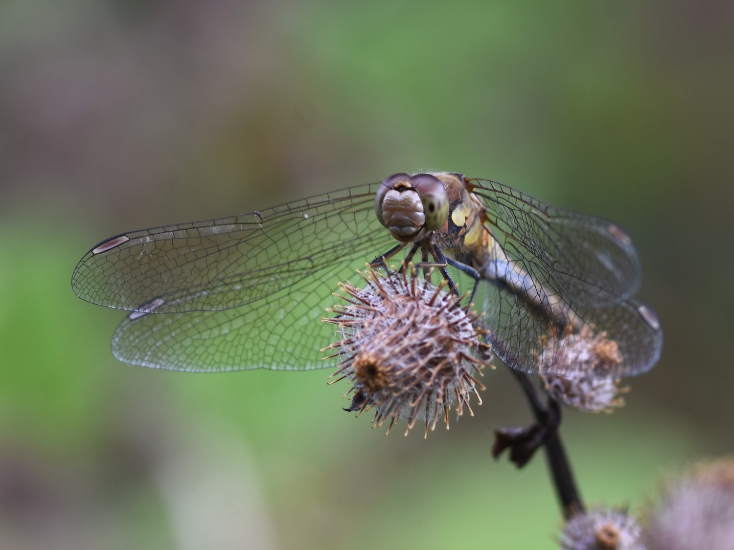 Sympetrum striolatum (common darter) Hillside House 2024-08-12 (3433)