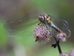 Sympetrum striolatum (common darter) Hillside House 2024-08-12 (3433)