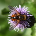 Tachina fera (Tachinidae) 2024-08-17 (3650)