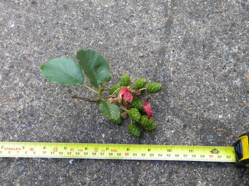 Taphrina alni (alder tongue gall) on alder pseudocones Hillside House 2023-08-28 (3171) Taphrina alni (alder tongue gall) on alder pseudocones Hillside House 2023-08-28 (3171)