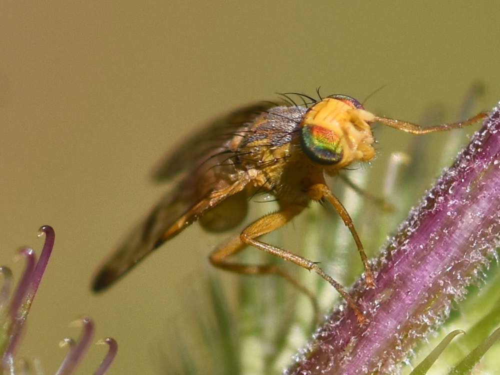 Tephritis bardanae (probable) 2024-08-17 (3773)