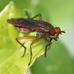 Tetanocera elata (Sciomyzidae) 2024-08-17 (3662)