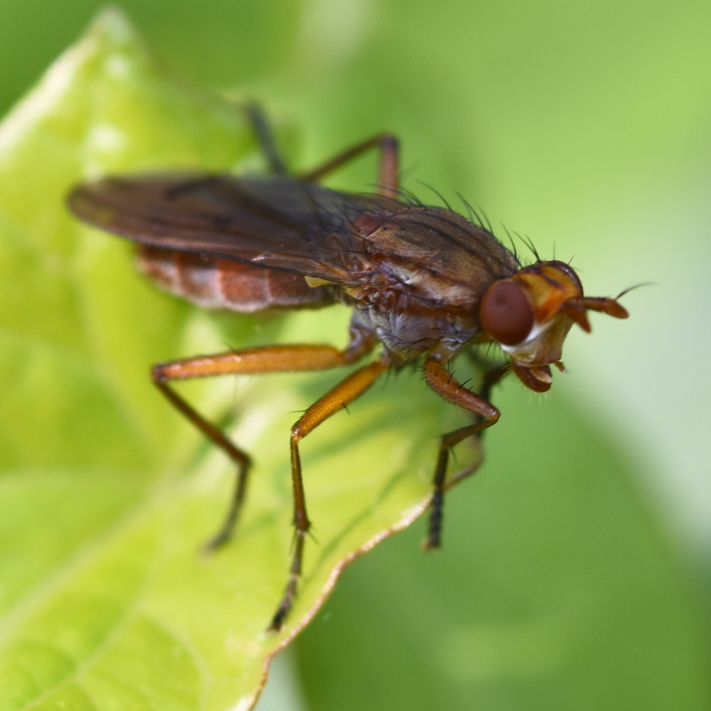 Tetanocera elata (Sciomyzidae) 2024-08-17 (3662)