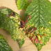 Tetraneura ulmi galls on wych elm 2022-07-21 (2422)