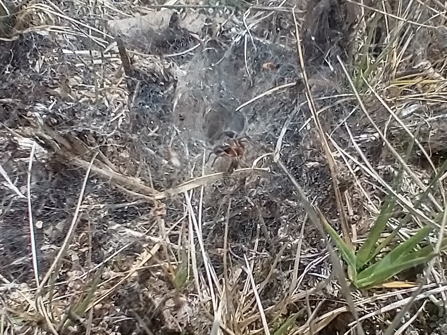 Textrix denticulata (funnel-web spider) at Upgate Common 2025-05-11 (c) Jackie Grzeskowiak Textrix denticulata (funnel-web spider) at Upgate Common 2025-05-11 (c) Jackie Grzeskowiak