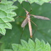 Tipula fulvipennis Hillside House 2024-09-26 (4042)