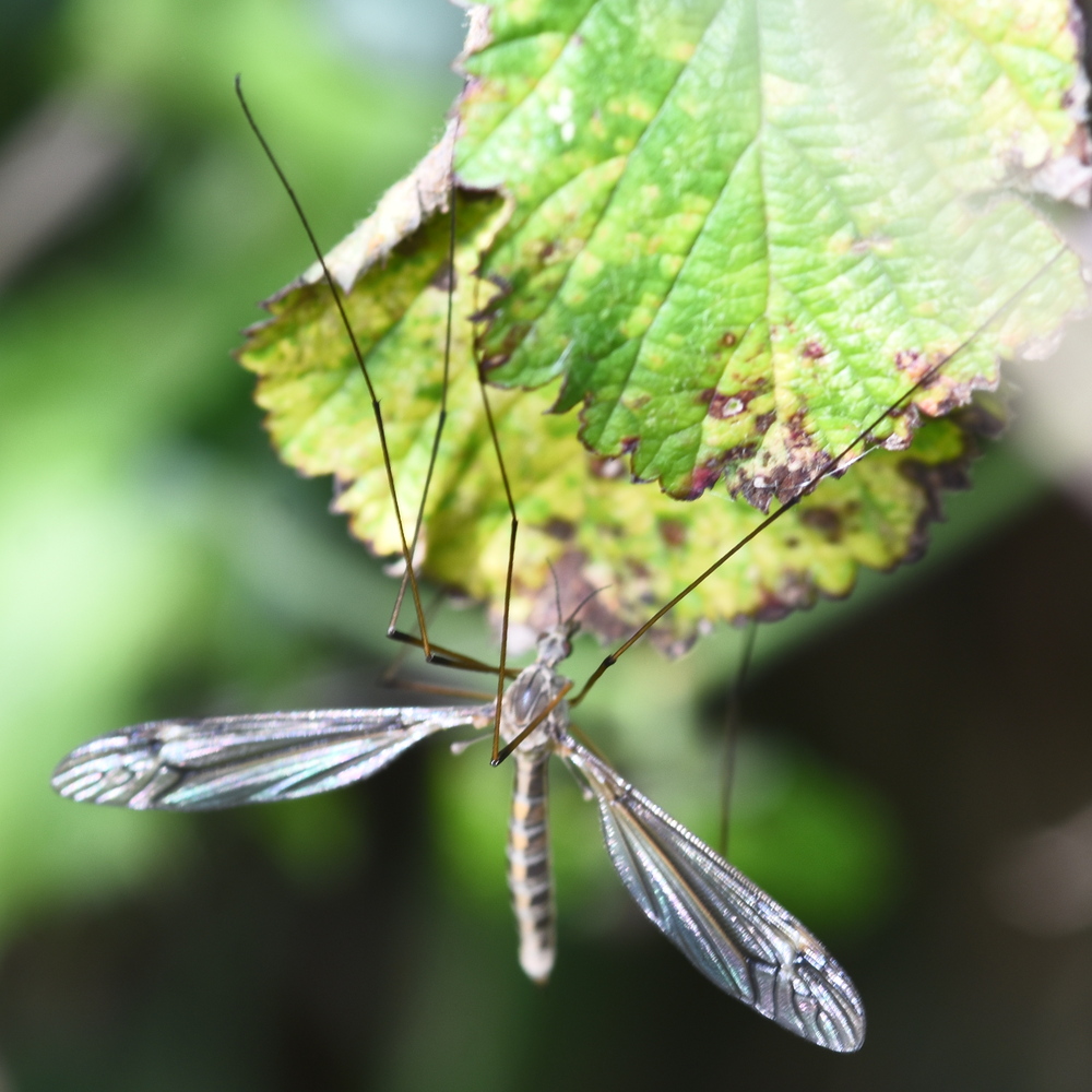 Tipula lateralis 2024-08-16 (3565)