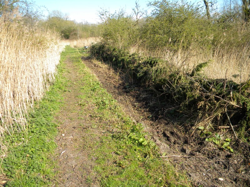 Top Blackthorn brash hedge part finished 2021-04-13 (1781) Top Blackthorn brash hedge part finished 2021-04-13 (1781)