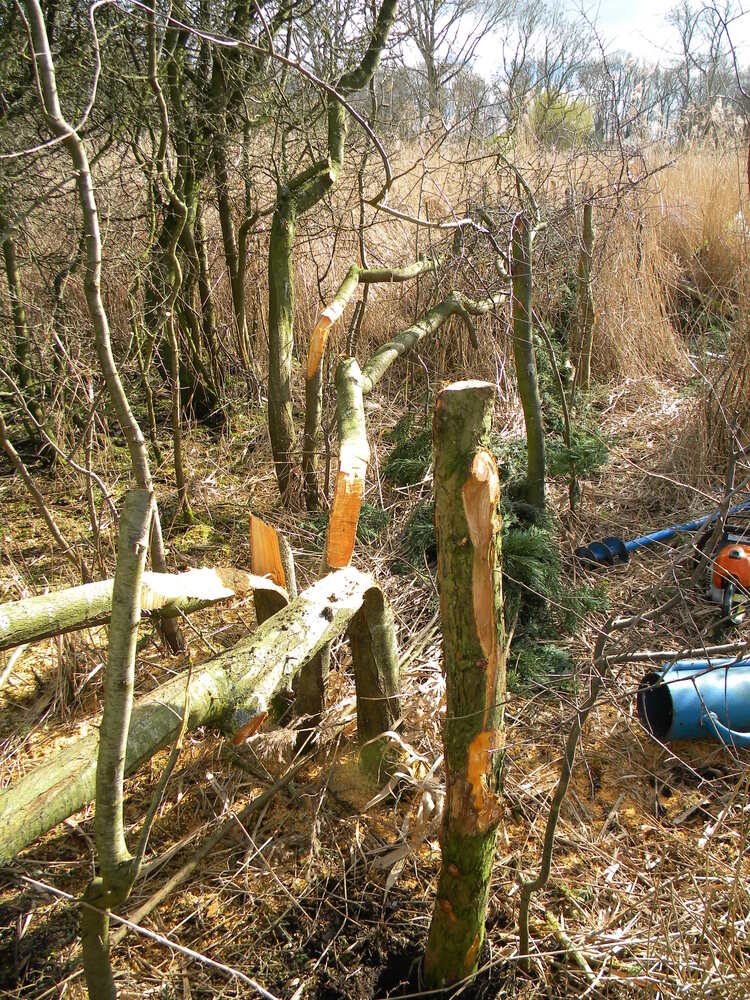 Brash hedge work at Top Blackthorn 2023-03-19 (2870)
