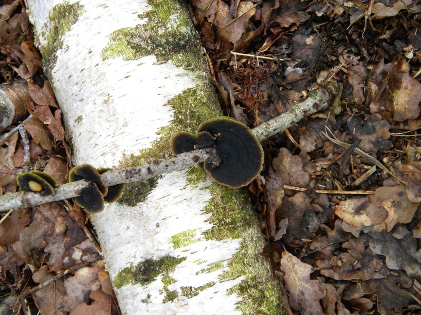 Trametes versicolor (turkey-tail fungus) on poplar twig at Houghen 2024-03-10 (3399) Trametes versicolor (turkey-tail fungus) on poplar twig at Houghen 2024-03-10 (3399)