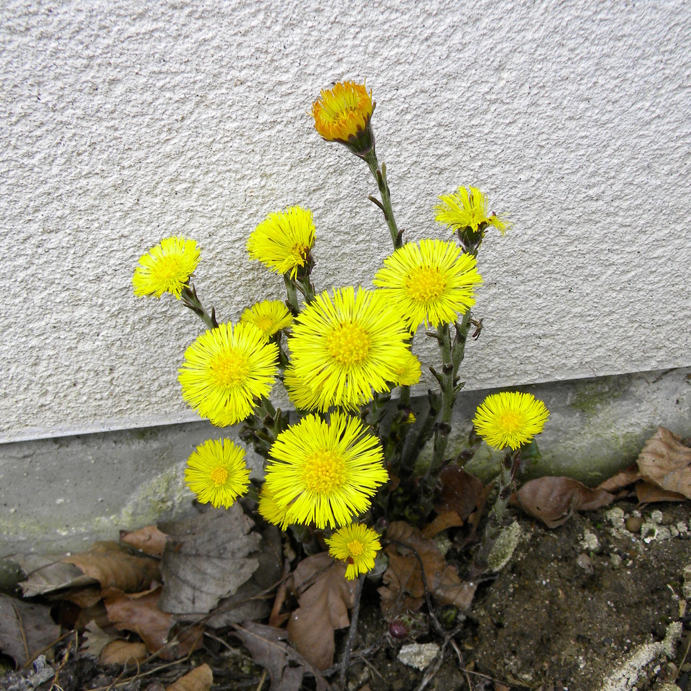 Tussilago farfara (coltsfoot, Hillside House 2018-04-04 (1206)