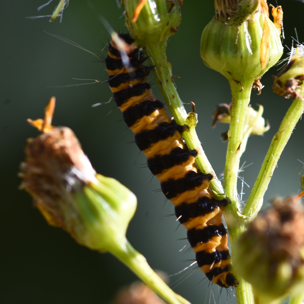 Tyria jacobaeae (cinnabar moth) caterpillar 2024-08-27 (3949)