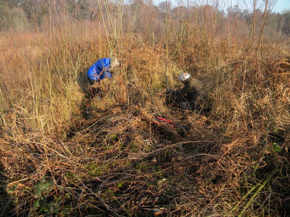 Invading birch saplings being coppiced at Deadman's Hill 2026-01-18 (4537) Invading birch saplings being coppiced at Deadman's Hill 2026-01-18 (4537)