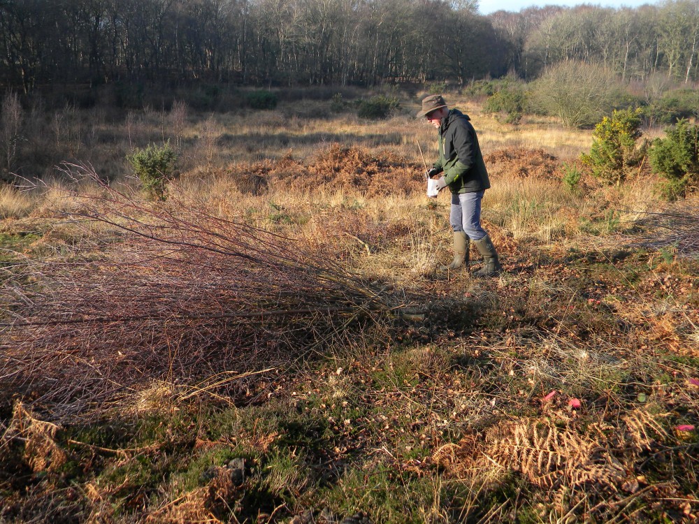Birch stumps being treated at Deadman's Hill 2026-01-18 (4540) Birch stumps being treated at Deadman's Hill 2026-01-18 (4540)