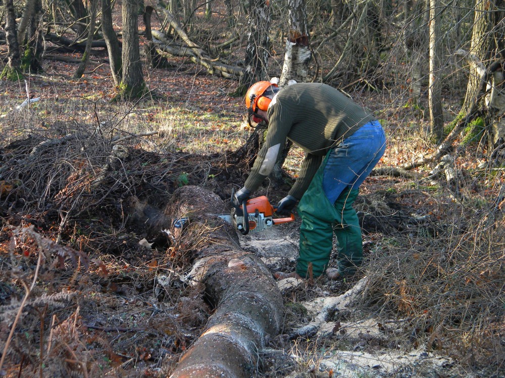 Fallen Scots pine being processed at Deadman's Hill 2026-01-18 (4545) Fallen Scots pine being processed at Deadman's Hill 2026-01-18 (4545)