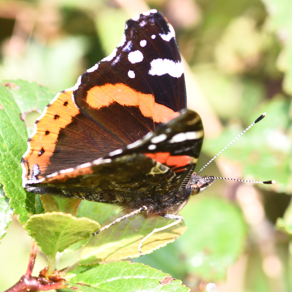 Vanessa atalanta (red admiral) 2024-08-17 (3607)