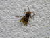 Hornet (Vespa crabro), sleepy worker, Hillside House 2016-10-31 (0766)