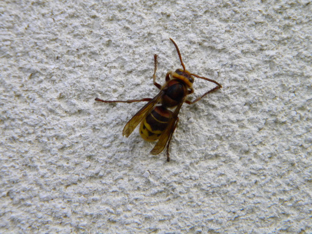 Hornet (Vespa crabro), sleepy worker, Hillside House 2016-10-31 (0766)