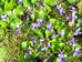 Sweet violet Viola odorata, Hillside House 2020-03-17 (1496)